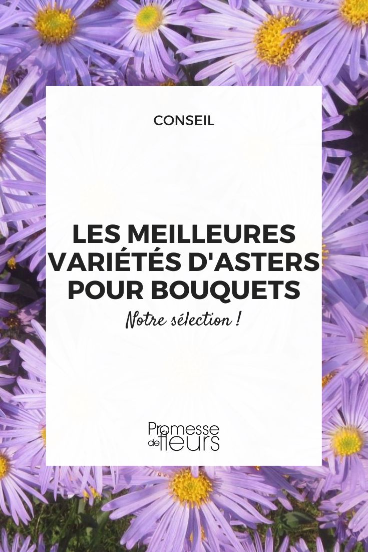 The best varieties of asters for bouquets Aster amellus 'King George'