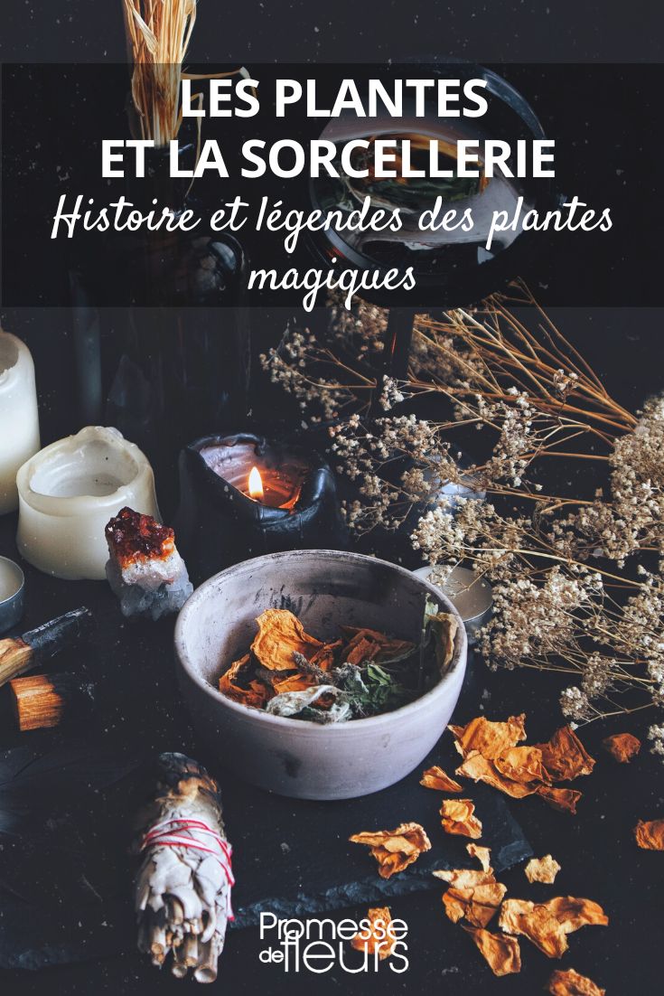 History and Legends of Magical Plants