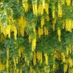 Diseases and pests of Cytisus