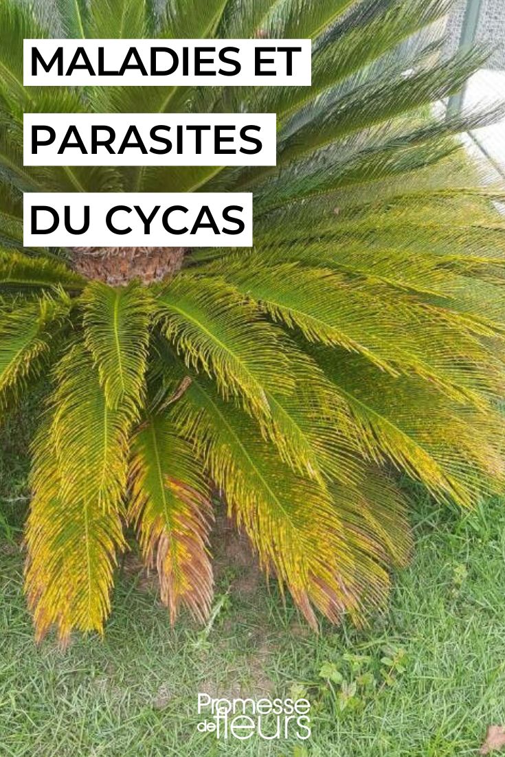 Cycas or Japanese Sago Palm