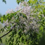 Melia - Neem Tree: Planting and Growing