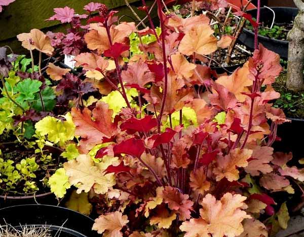 How to propagate heucheras?