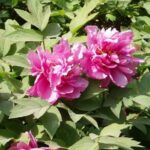 How to propagate the tree peony?