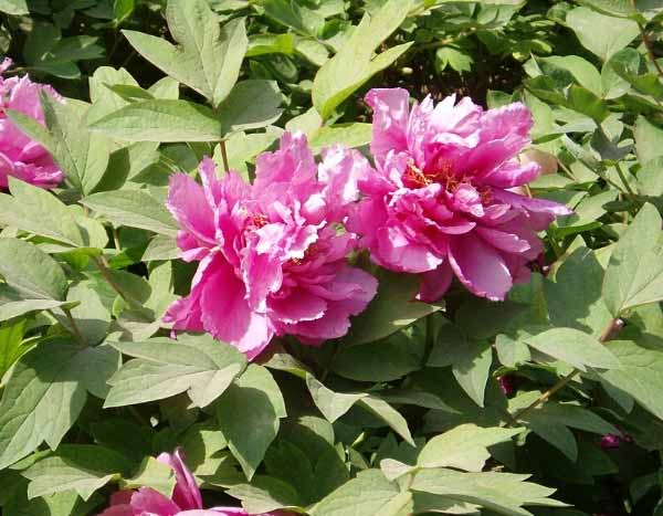 How to propagate the tree peony?