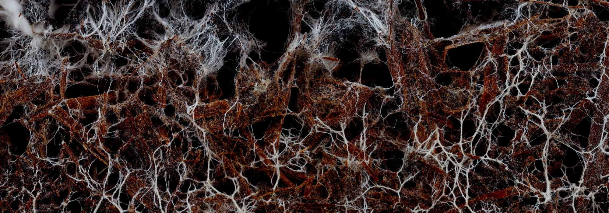 The benefits of mycorrhizas on bare-root plantings