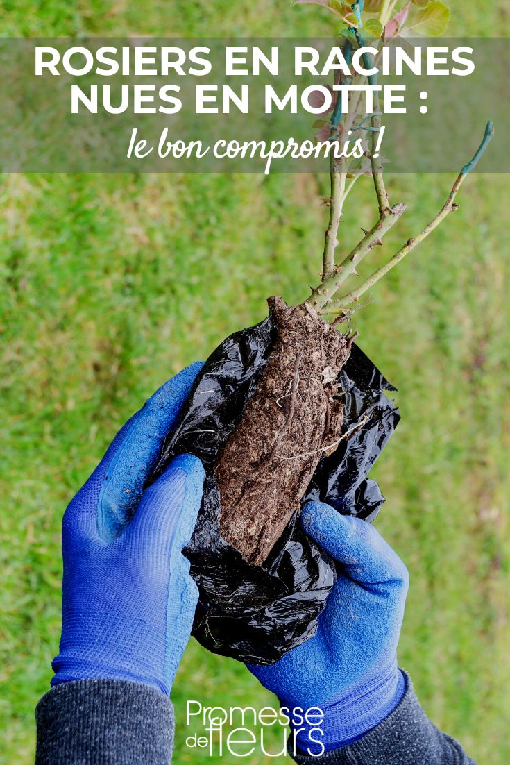 the right compromise Bare-root Roses in Root Ball