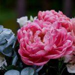 Best peonies for cut flower arrangements