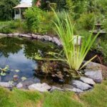 Aquatic plants: how to plant them properly in a pond?