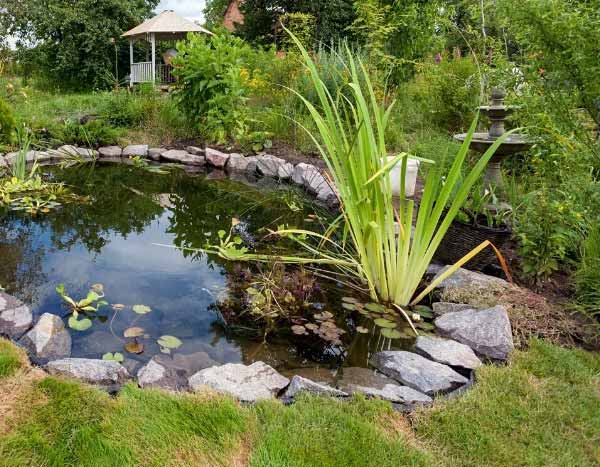 Aquatic plants: how to plant them properly in a pond