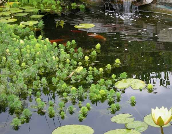 Oxygenating plants: how to plant them in a pond?