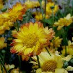 Rediscover chrysanthemums, iconic flowers of autumn
