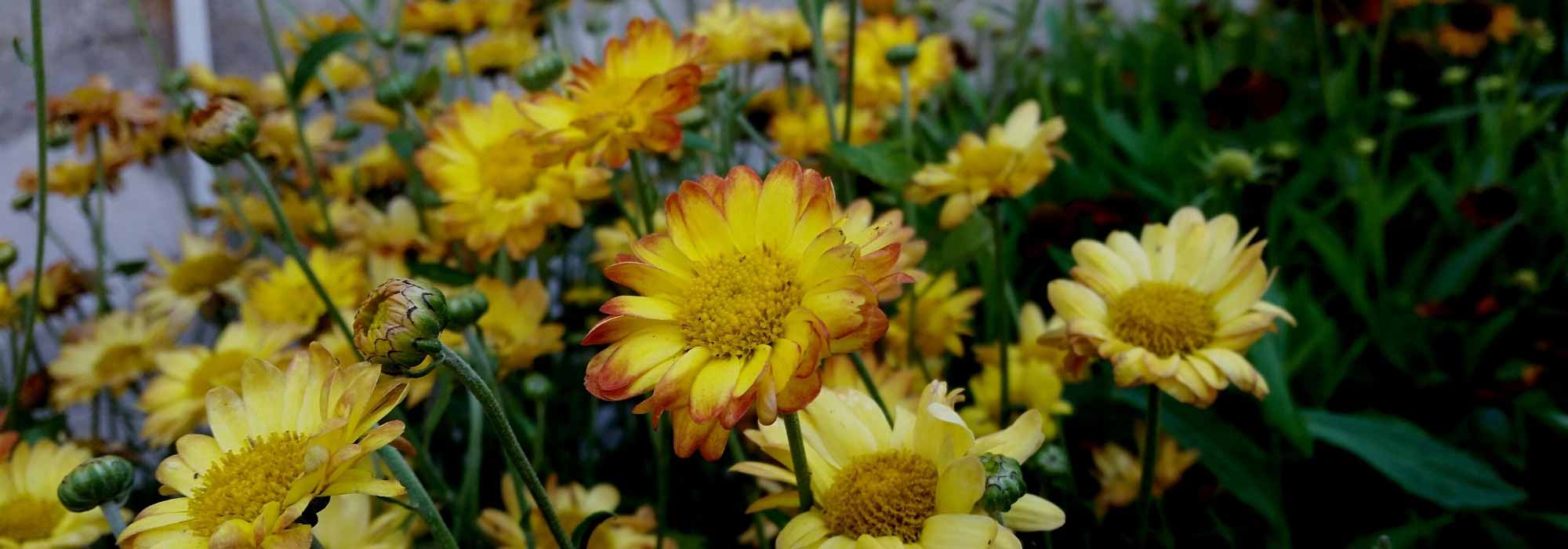 Rediscover chrysanthemums, iconic flowers of autumn