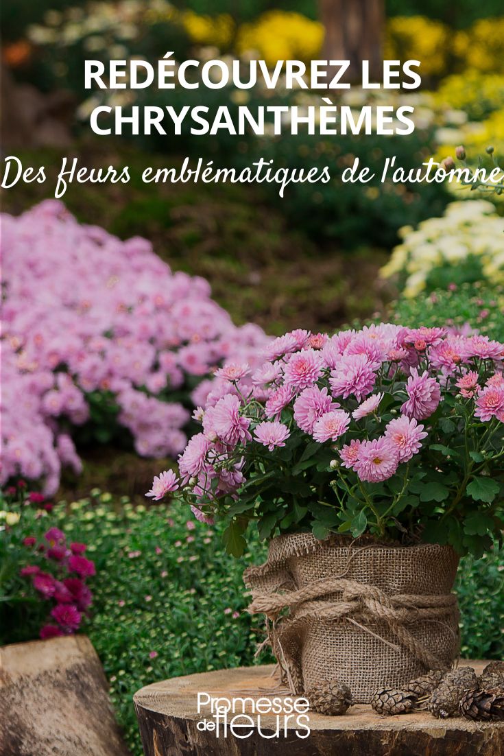 Rediscover the chrysanthemums, iconic autumn flowers. Garden Chrysanthemum