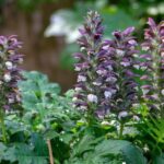 How to propagate Acanthus?