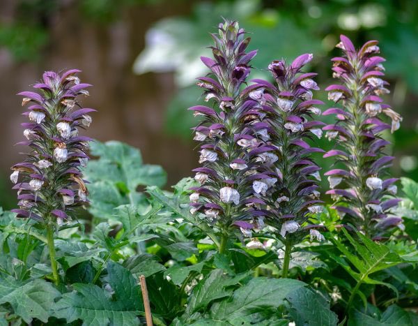 How to propagate Acanthus?