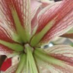 Amaryllis: 9 original varieties