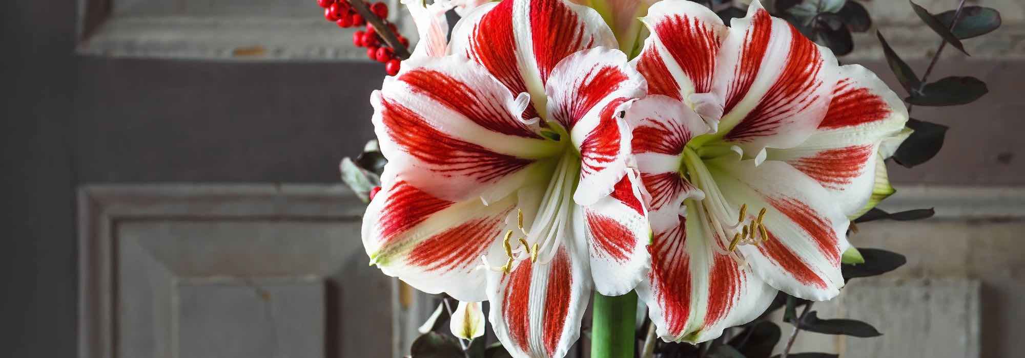 5 creative ways to offer an amaryllis for the festive season