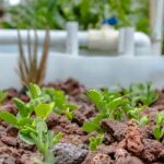 What exactly is aquaponics?