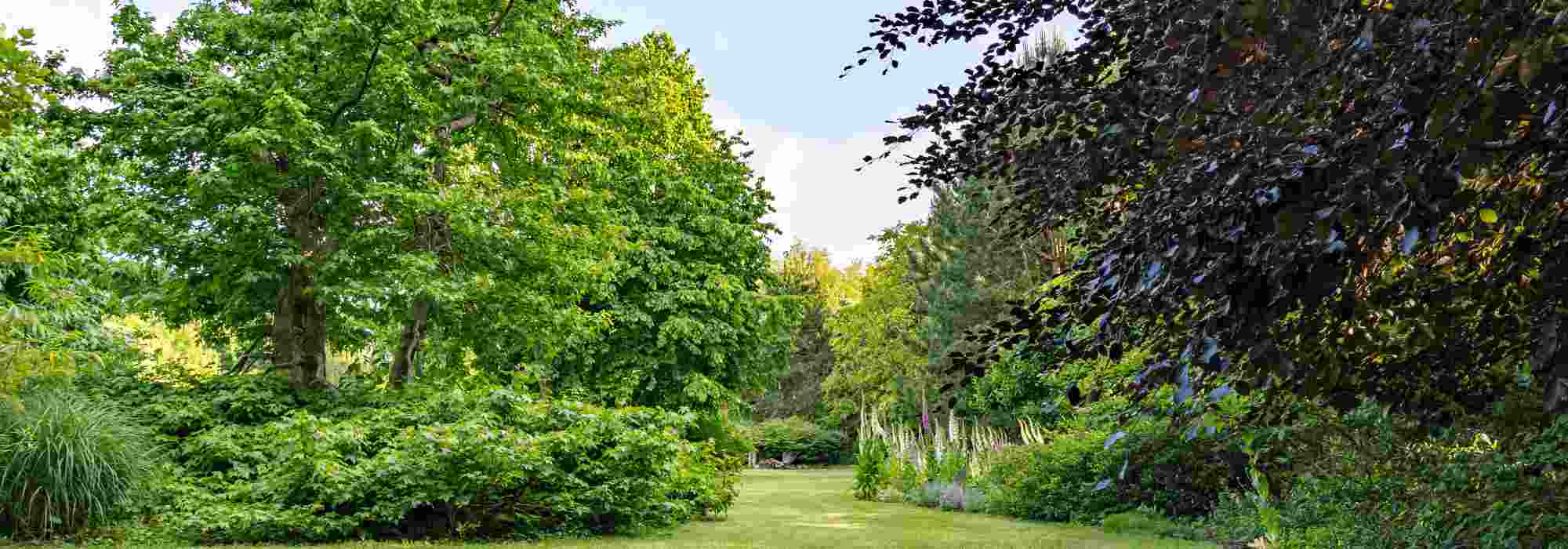 7 affordable trees to landscape your garden on a budget