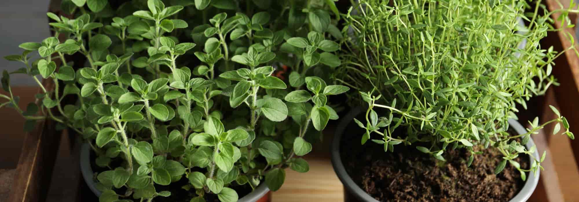 How to grow herbs indoors during winter?