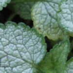 Our tips for pairing silvery foliage in the garden.