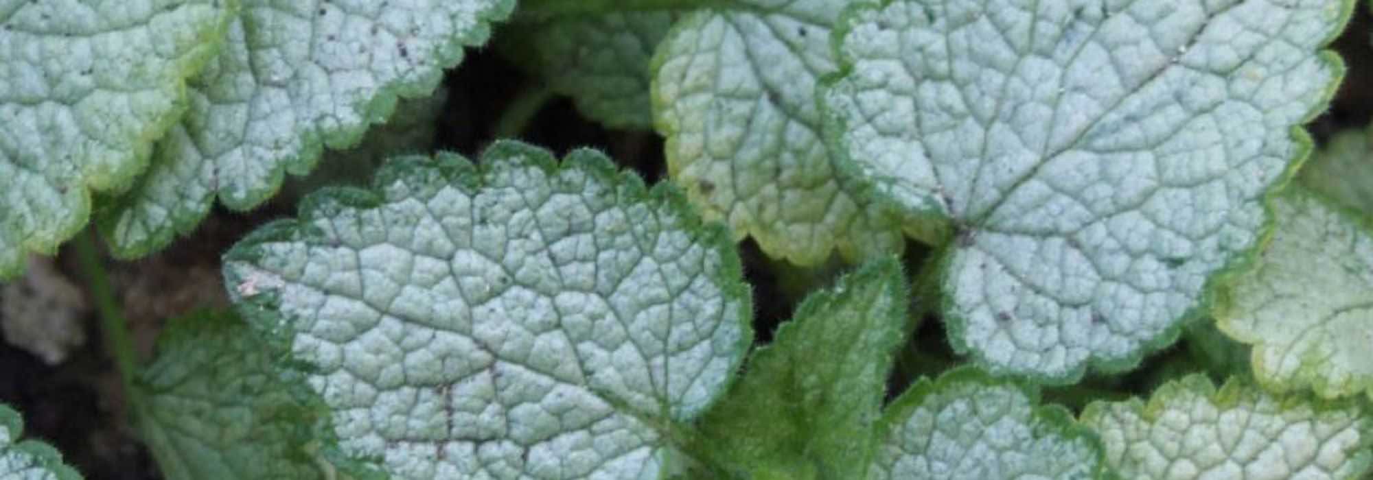 Our tips for pairing silvery foliage in the garden.