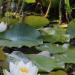 The best time to plant pond plants.
