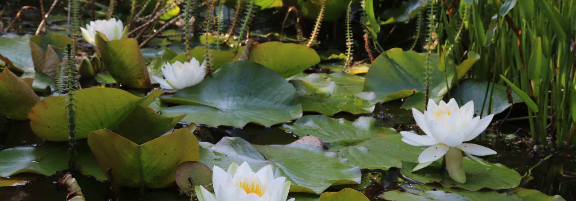 The best time to plant pond plants.