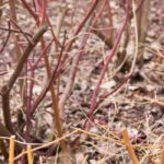 Propagating in winter: which plants to choose and how to proceed?