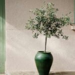When and how to take olive cuttings?