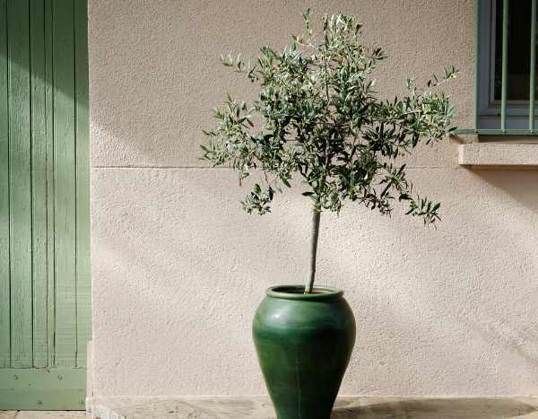 When and how to take an olive cutting?