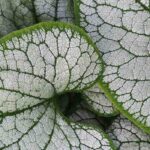 Choosing a Brunnera: our buying guide