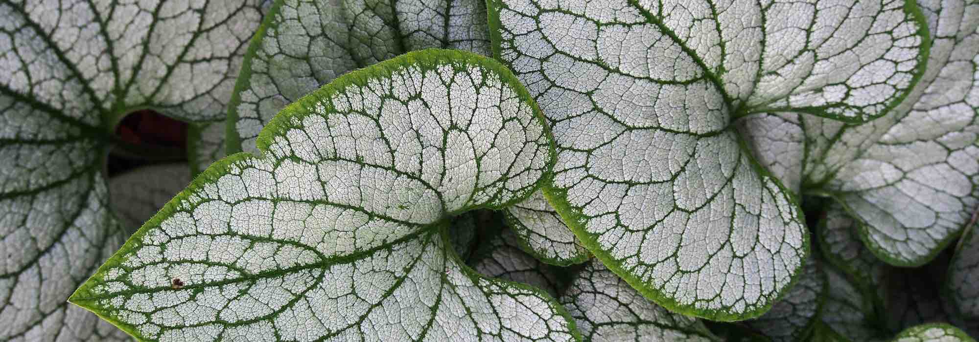 Choosing a Brunnera: our buying guide