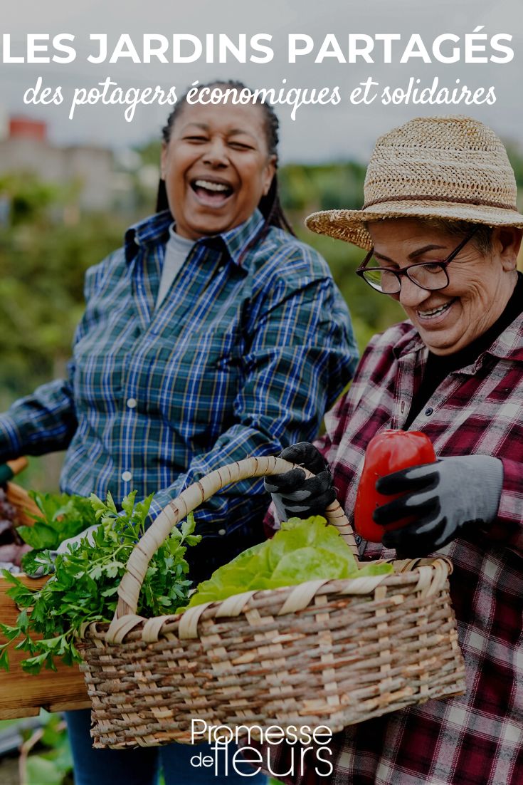 Shared Gardens and Allotments