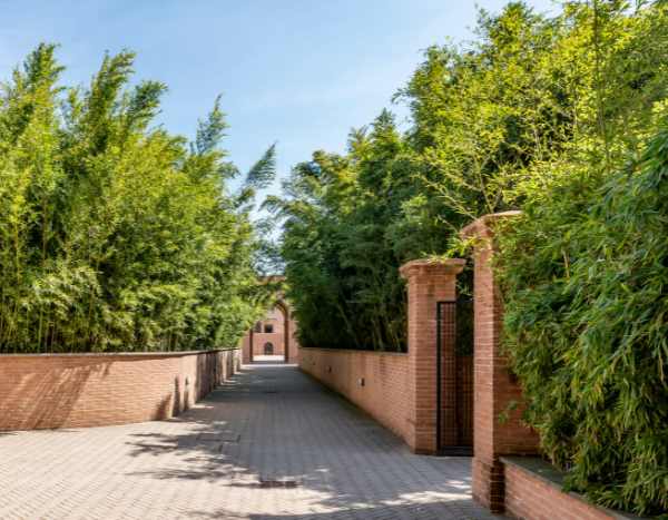 How to create a bamboo hedge?