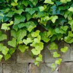 How to get rid of ivy naturally?