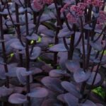 Purple foliage: how to use and pair them with other plants in the garden?