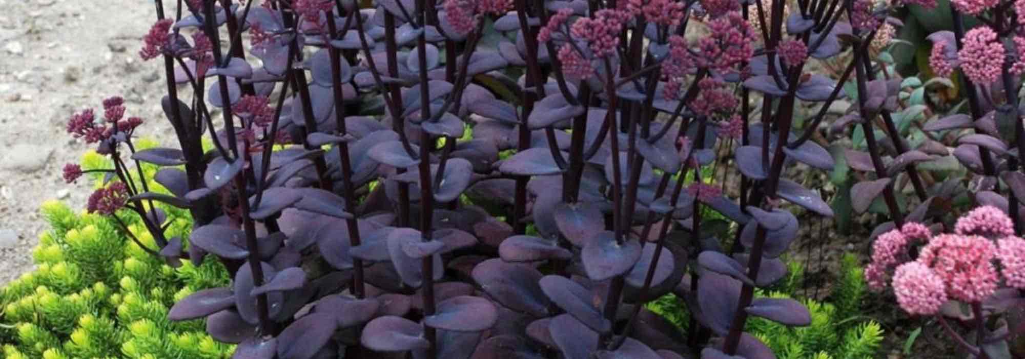 Purple foliage: how to use and pair them with other plants in the garden?
