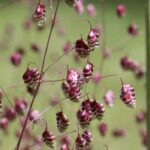 Grasses inflorescence: discover how beautiful they are