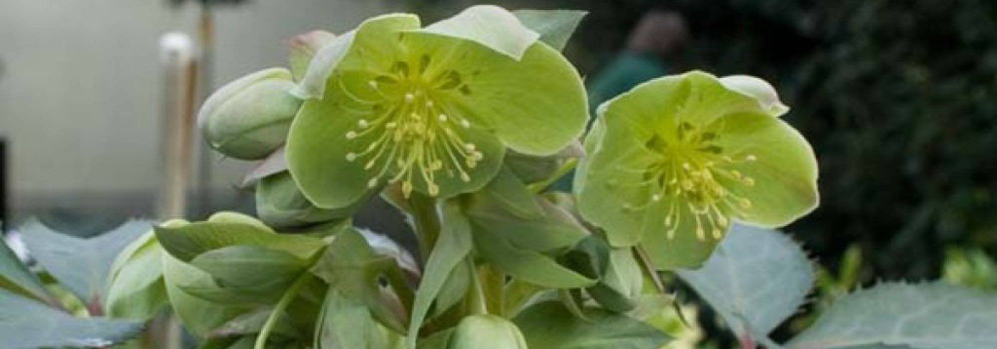 7 hellebores with green flowers