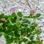 Overwintering Pelargonium