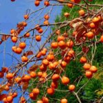 Why isn't my persimmon bearing fruit?
