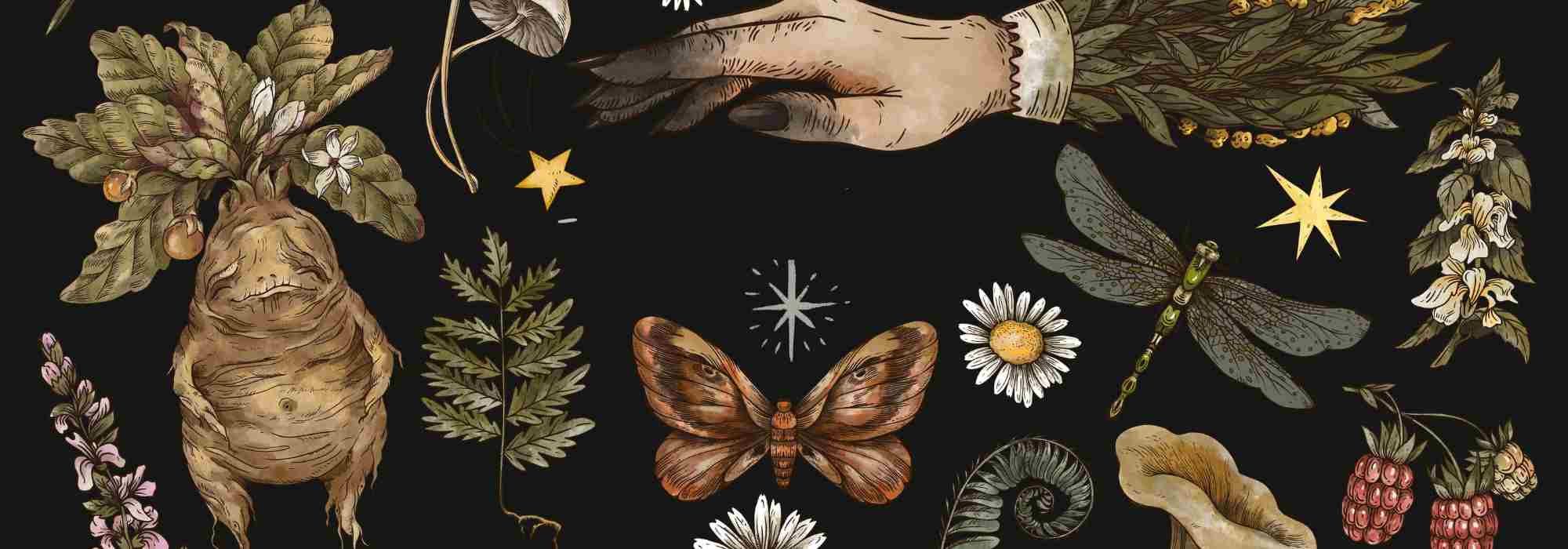 The plants of witchcraft