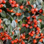 Diseases and pests of Cotoneaster