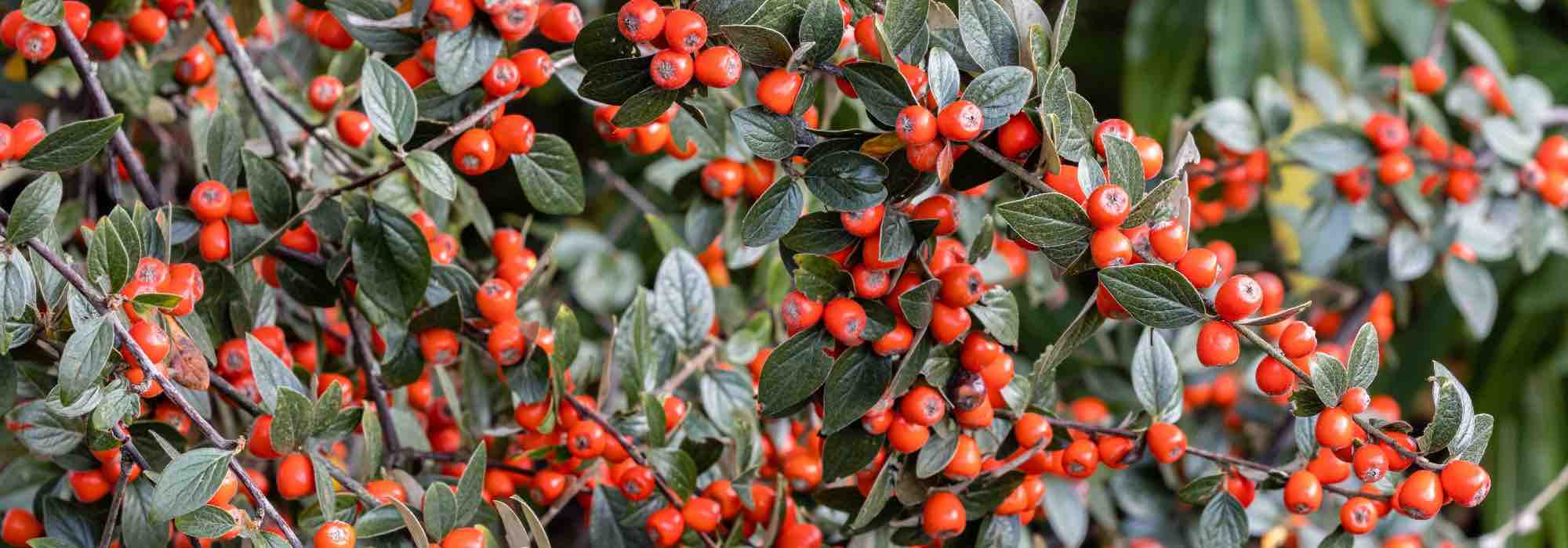 Diseases and pests of Cotoneaster