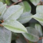 Diseases and pests of Eleagnus