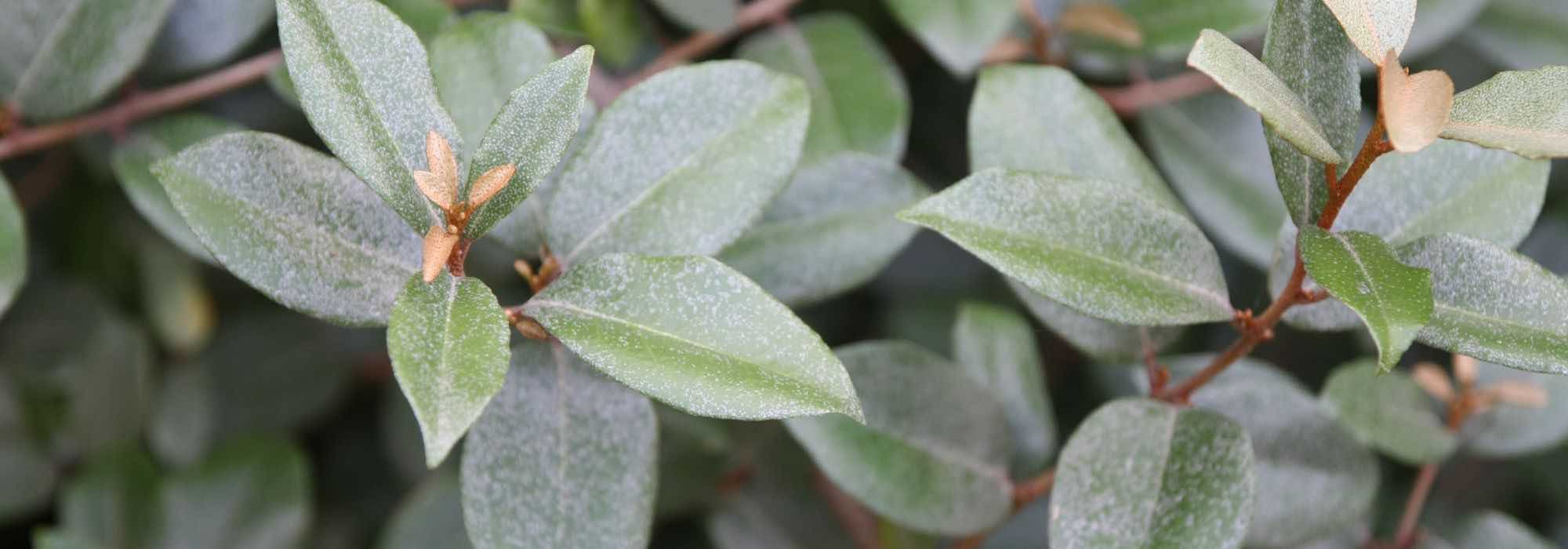 Diseases and pests of Eleagnus