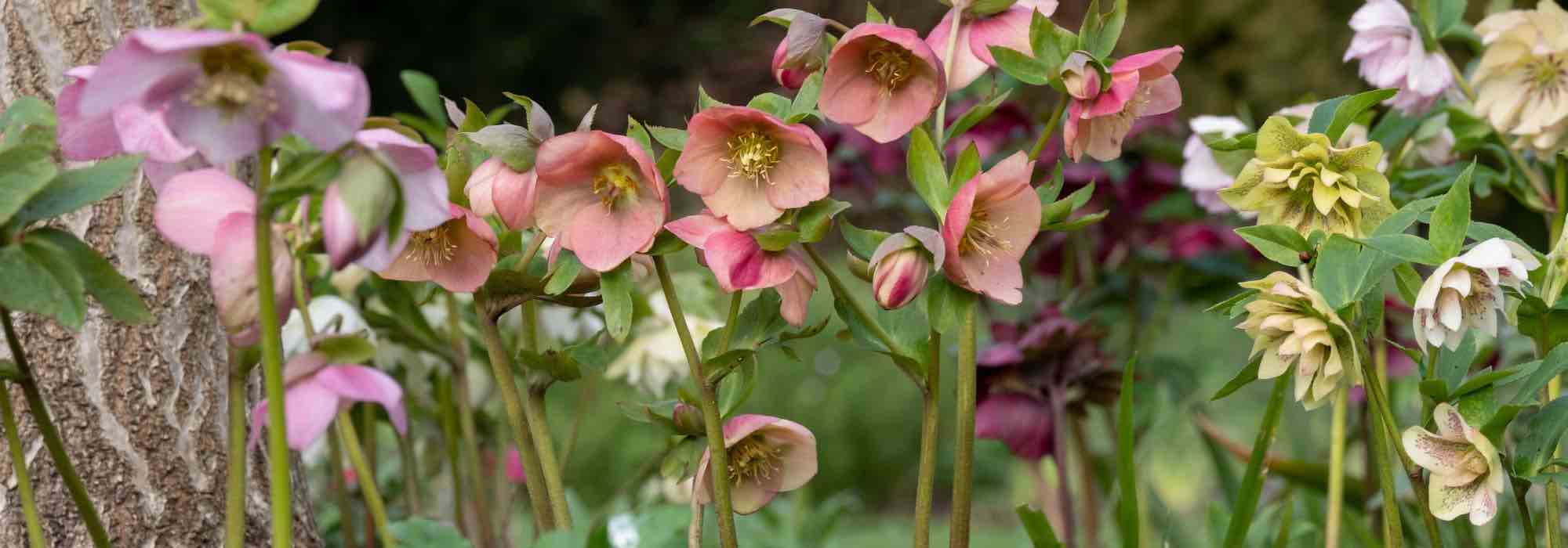 Diseases and pests of hellebores