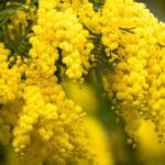 Diseases and pests of wattle