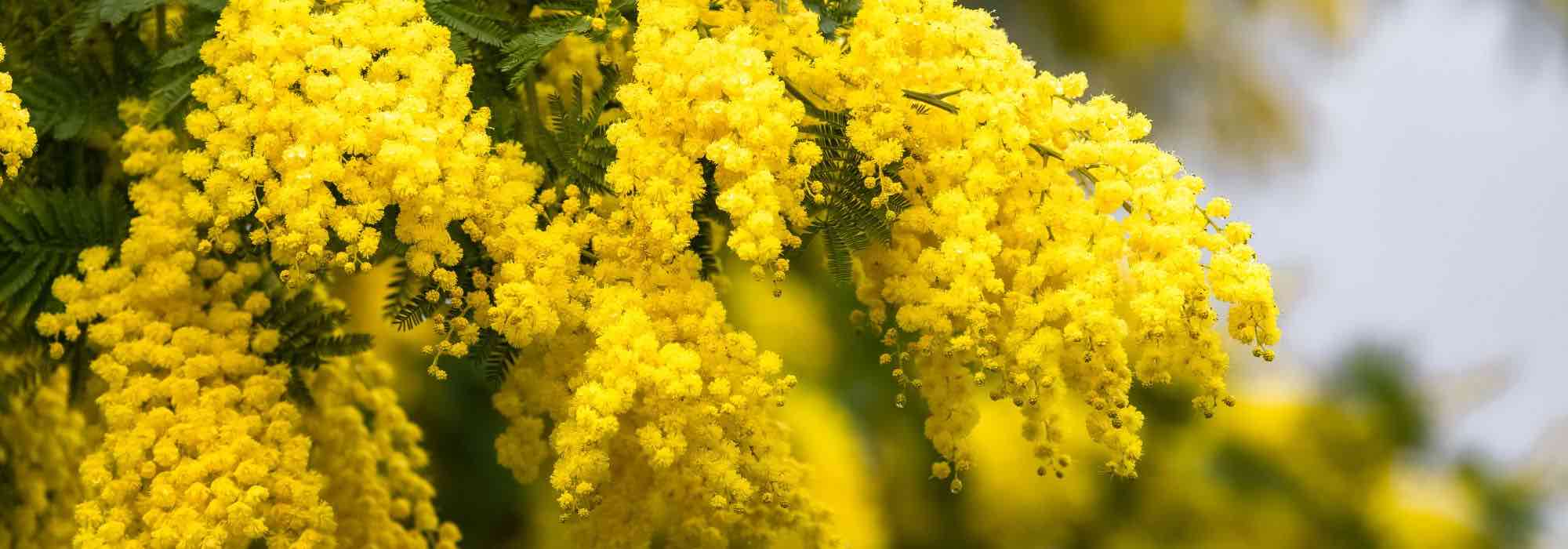 Diseases and pests of wattle